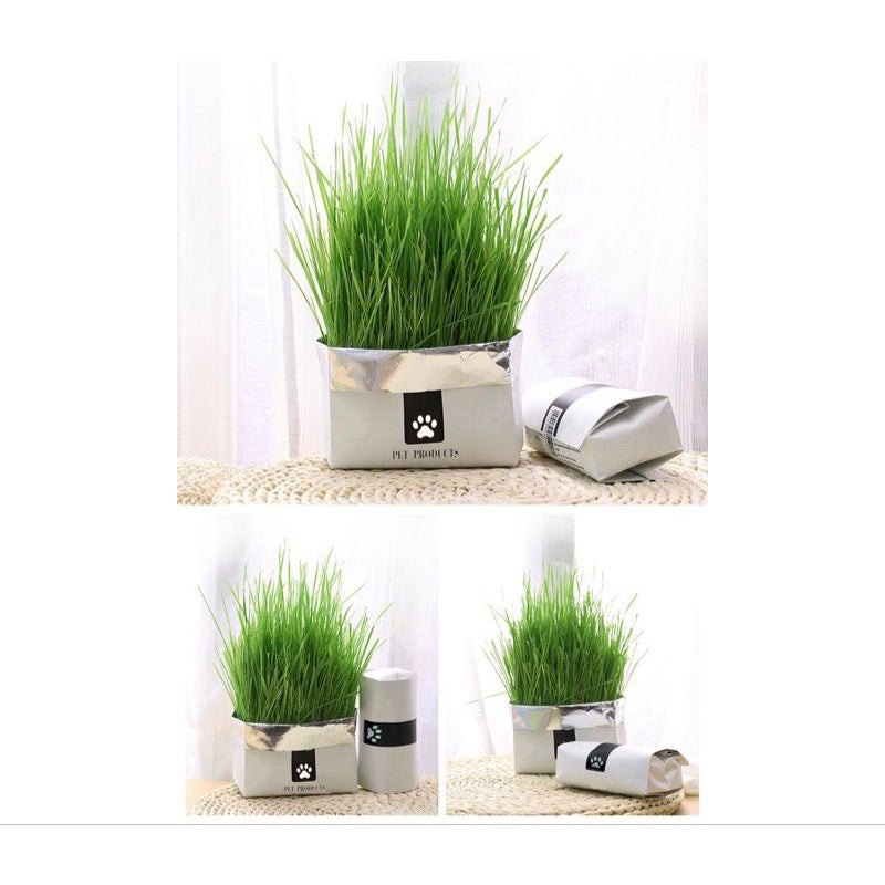 Cat Grass Kit