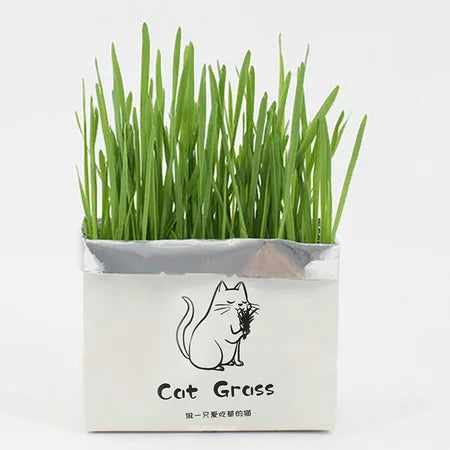 Cat Grass Kit