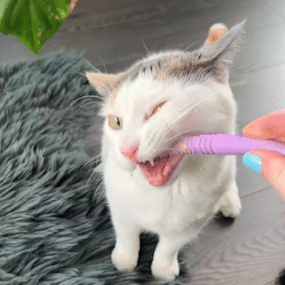 Chewing Sticks