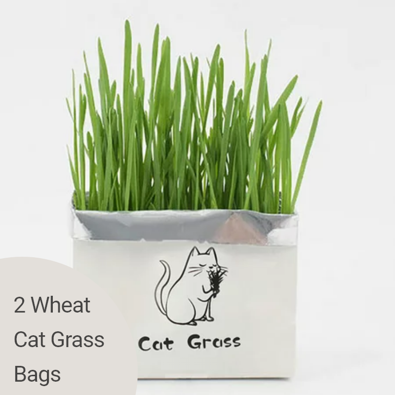 9Lives' Cat Grass Kit