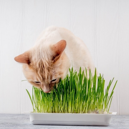 Cat Grass Kit
