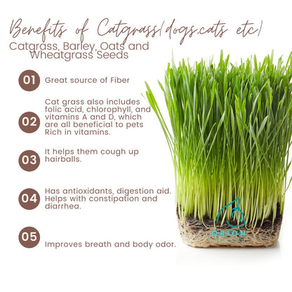 9Lives' Cat Grass Kit